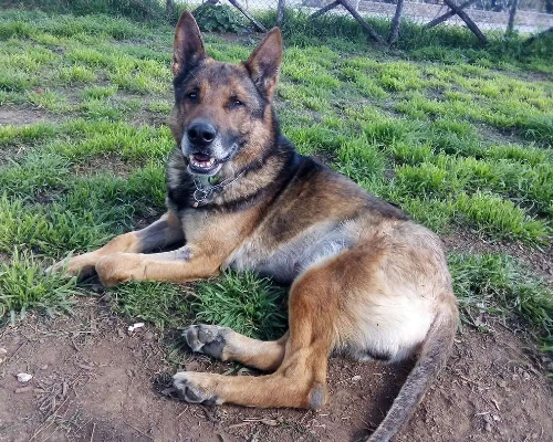 Adotta il cane Algon a Viterbo