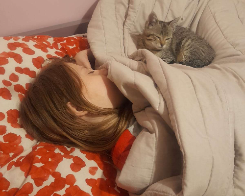 Vuoi adottare un gatto a Bari?