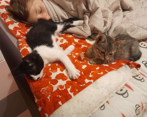 Adotta un gatto, taglia non valida, femmina, Bari