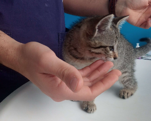 Adotta il gatto Foxy a Bari