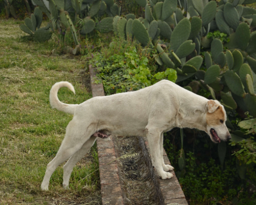 Vuoi adottare un cane a Catania?