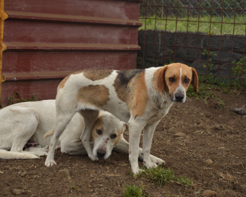 Adozione cane, maschio, meticcio, 6 anni  e 2 mesi , taglia grande, Catania