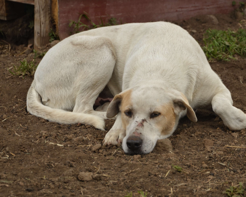 Adotta un cane, maschio, 6 anni  e 2 mesi , Catania