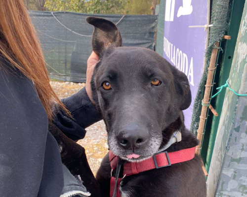 Adotta un cane, taglia media, maschio, Milano