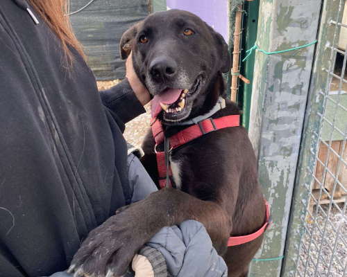 Vuoi adottare un cane a Milano?