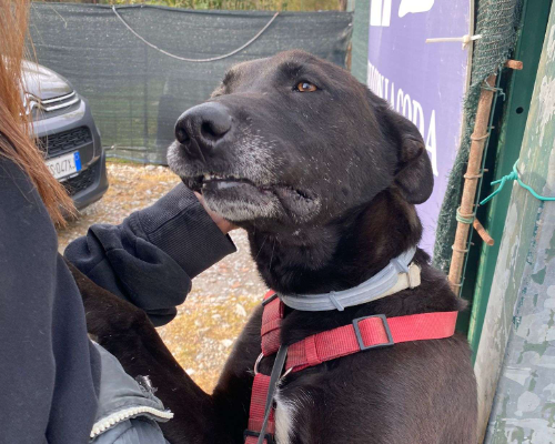Adozione cane, maschio, Labrador Retriever, 8 anni e 11 mesi, taglia media, Milano