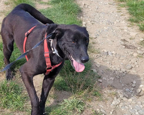 Adotta il cane OSCAR a Milano