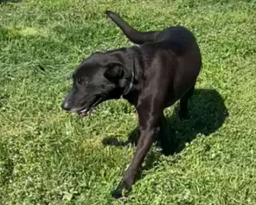 Adotta un cane, maschio, 8 anni e 11 mesi, Milano