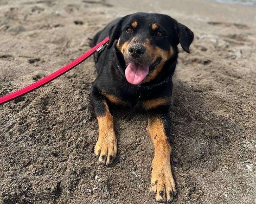 Adotta un cane, femmina, 9 anni e 5 mesi, Napoli