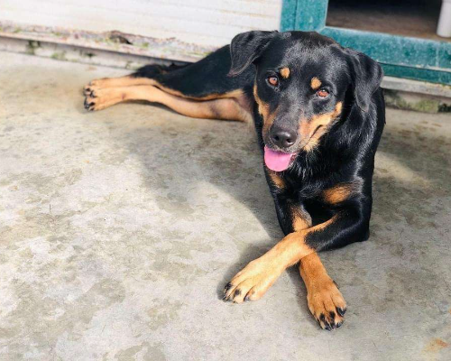 Adozione cane, femmina, Rottweiler Razza sconosciuta, 9 anni e 5 mesi, taglia media, Napoli