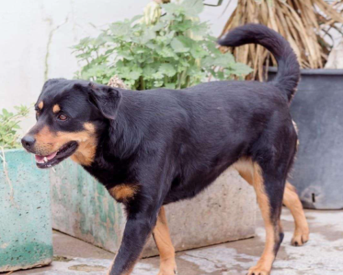 Adotta un cane, taglia media, femmina, Napoli