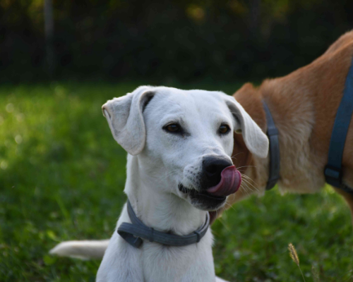 Adotta un cane, maschio, 8 anni e 5 mesi, Milano