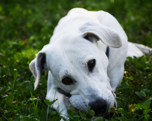Adotta un cane, taglia media, maschio, Milano
