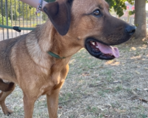 Adotta un cane, taglia media, maschio, Roma