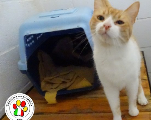 Adozione gatto, femmina, meticcio, 3 anni e 8 mesi, taglia non valida, Como
