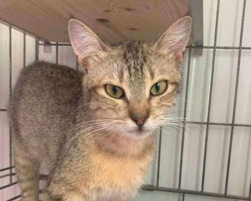 Adozione gatto, femmina, meticcio, 3 anni e 3 mesi, taglia non valida, Bologna