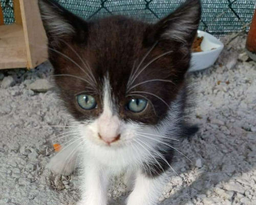 Adotta un gatto, femmina, 2 anni e 9 mesi, Frosinone