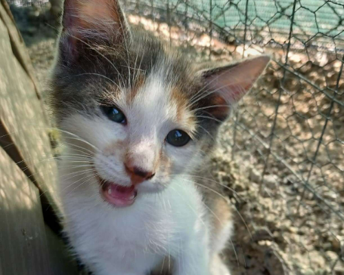 Vuoi adottare un gatto a Frosinone?