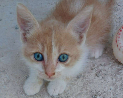 Adozione gatto, femmina, meticcio, 2 anni e 9 mesi, taglia non valida, Frosinone