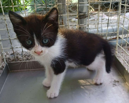 Adotta il gatto SOS GATTINI a Frosinone