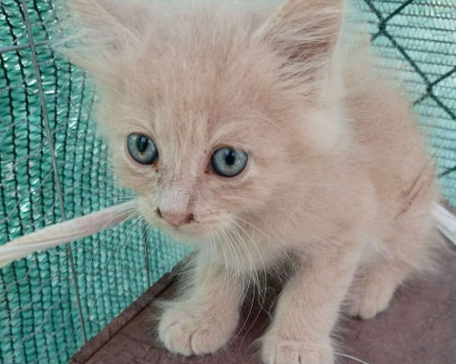 Adotta un gatto, taglia non valida, femmina, Frosinone