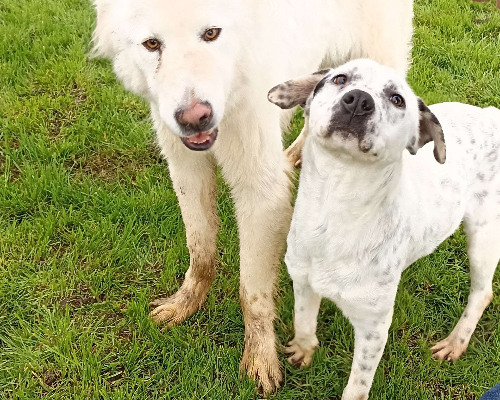 Adotta il cane Gina a Latina
