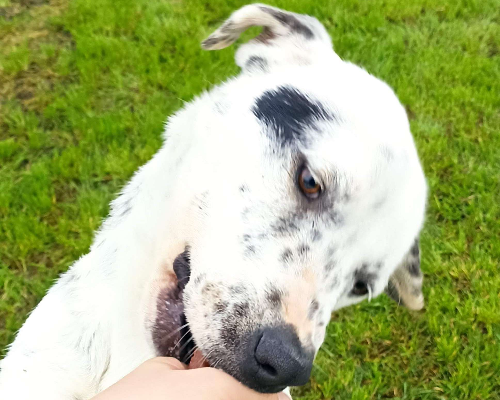 Adotta un cane, taglia media, femmina, Latina