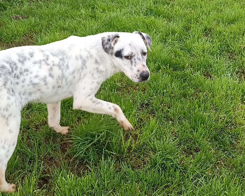 Adotta un cane, femmina, 5 anni , Latina