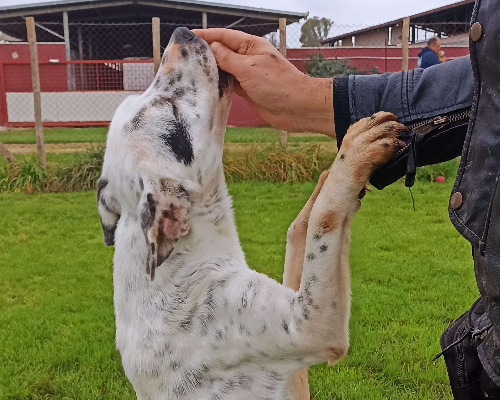 Vuoi adottare un cane a Latina?