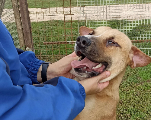 Adotta un cane, maschio, 3 anni  e 10 mesi , Latina