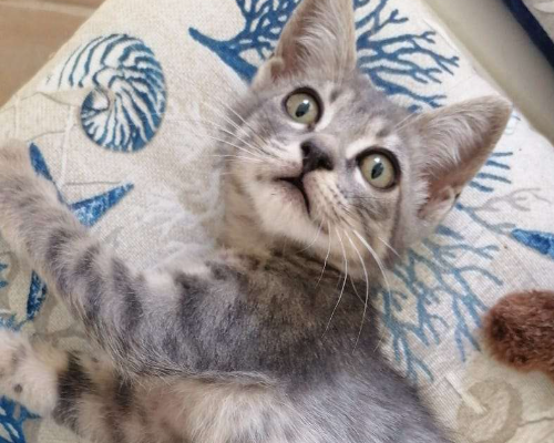 Adotta un gatto, taglia non valida, maschio, Napoli