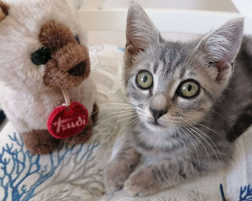 Adotta un gatto, maschio, 3 anni , Napoli