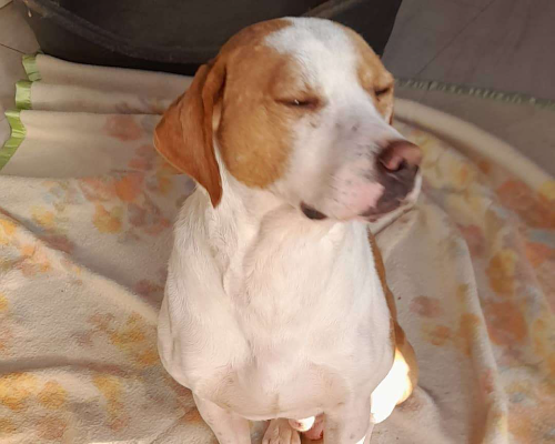 Vuoi adottare un cane a Pavia?