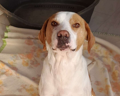 Foto dell'animale
