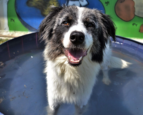 Adotta un cane, taglia media contenuta, femmina, Pavia