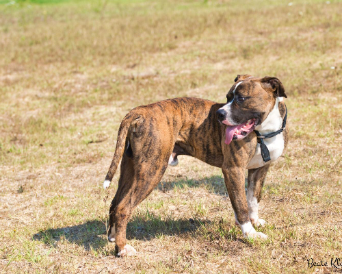 Adotta un cane, taglia grande, maschio, Roma