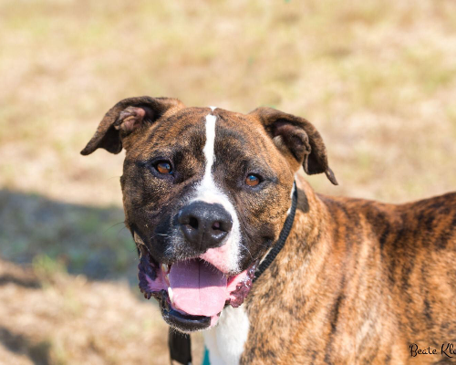 Adotta un cane, maschio, 5 anni  e 1 mese, Roma