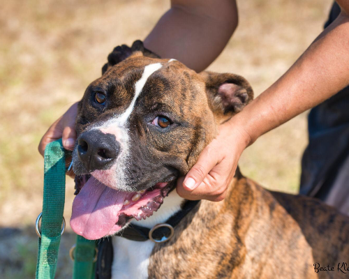 Adozione cane, maschio, meticcio, 5 anni  e 1 mese, taglia grande, Roma