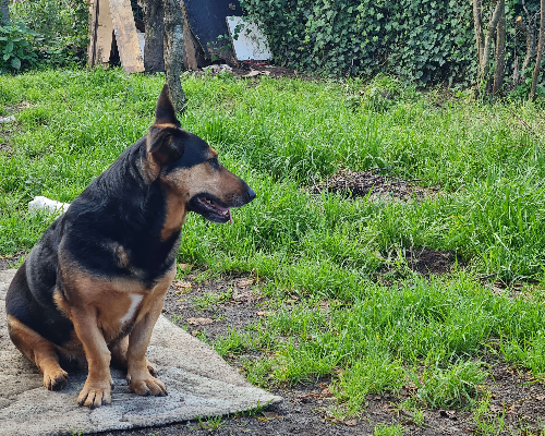 Adotta un cane, taglia grande, maschio, Napoli