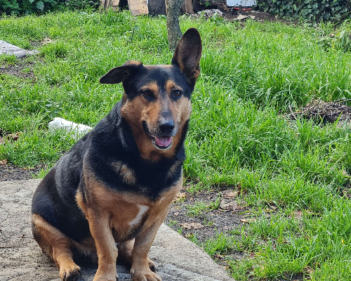 Adotta un cane, maschio, 8 anni  e 4 mesi , Napoli