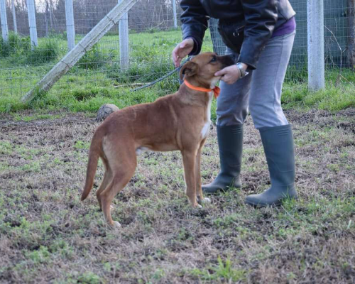 Adotta un cane, taglia media contenuta, maschio, Caserta