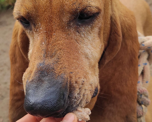 Adotta un cane, taglia media contenuta, femmina, Viterbo