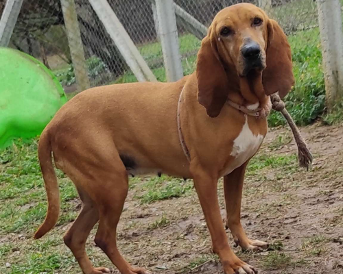 Adotta un cane, femmina, 7 anni  e 4 mesi , Viterbo