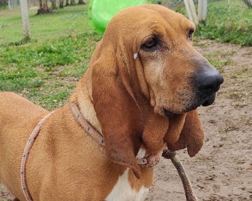 Vuoi adottare un cane a Viterbo?