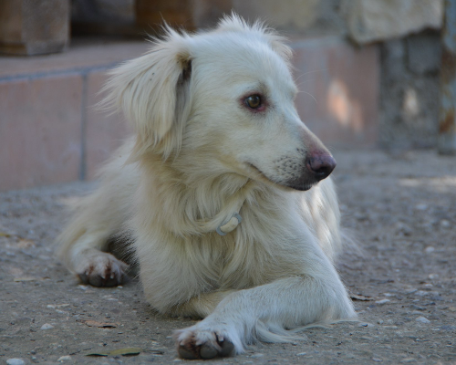 Adotta un cane, femmina, 5 anni  e 4 mesi , Sud