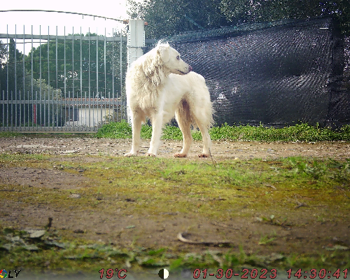 Foto 2 dell'animale