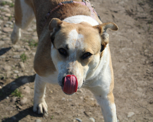 Adotta un cane, femmina, 8 anni  e 10 mesi , Bergamo