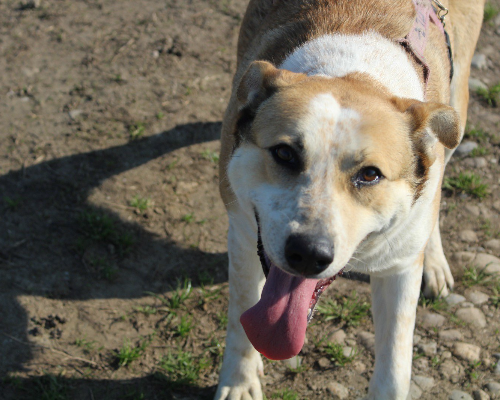 Adotta un cane, taglia media, femmina, Bergamo