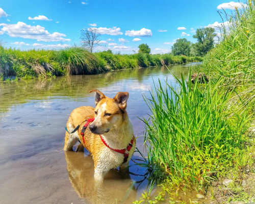 Vuoi adottare un cane a Bergamo?