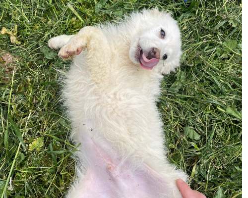 Adotta un cane, maschio, 3 anni e 2 mesi, Verona